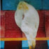Mysterious white conch-shell in Dungkar Monastery